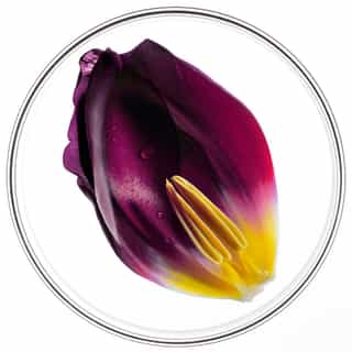 Phytocyane Trio Behandeling Tegen Haaruitval Vrouwen